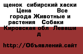 щенок  сибирский хаски › Цена ­ 12 000 - Все города Животные и растения » Собаки   . Кировская обл.,Леваши д.